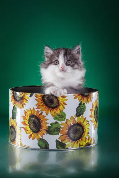 Gattino scozzese, gatto pedigree — Foto Stock