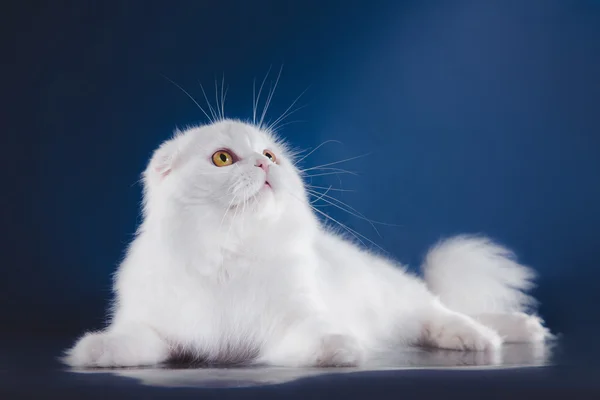Skotský kotě, je čistokrevná kočka — Stock fotografie