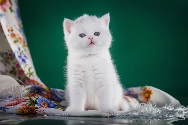 Gatinho escocês, gato pedigreed — Fotografia de Stock