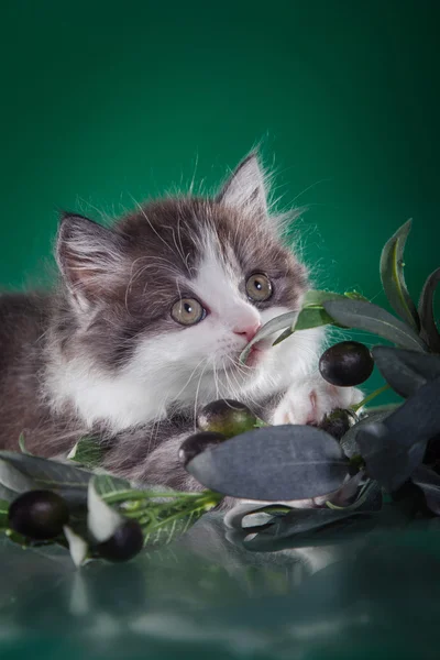 Skotska kattunge, pedigreed katt — Stockfoto
