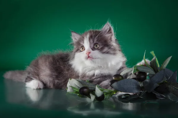 Gatinho escocês, gato pedigreed — Fotografia de Stock