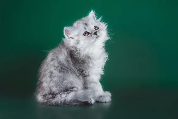 Scottish kitten, pedigreed cat — Stock Photo, Image