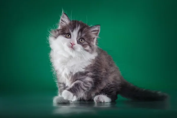 Gatinho escocês, gato pedigreed — Fotografia de Stock