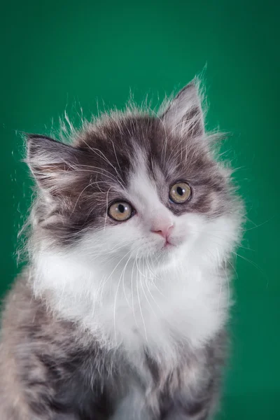 Gatinho escocês, gato pedigreed — Fotografia de Stock