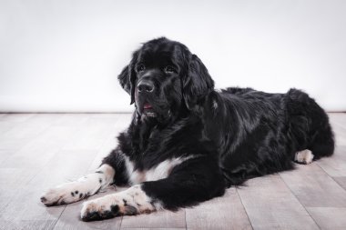 Köpek doğurmak Newfoundland Studio