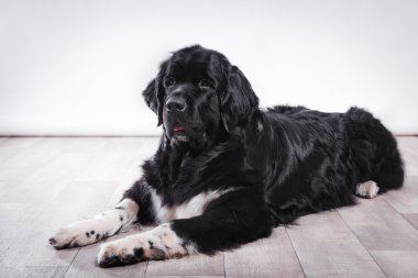 Dog breed Newfoundland in studio clipart