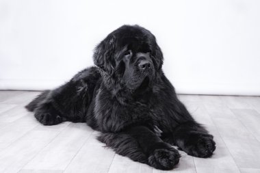 Köpek doğurmak Newfoundland Studio