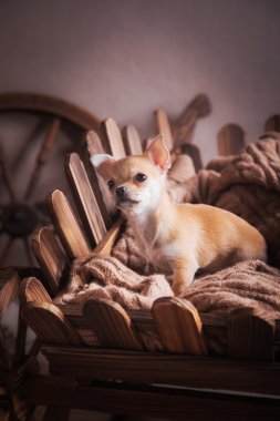 Köpek doğurmak Chihuahua, köpek yavrusu