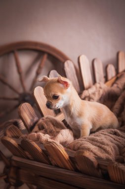 Köpek doğurmak Chihuahua, köpek yavrusu