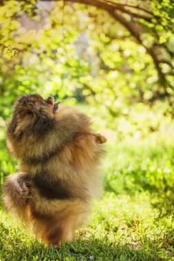 Alman spitz, pomeranian köpek doğurmak