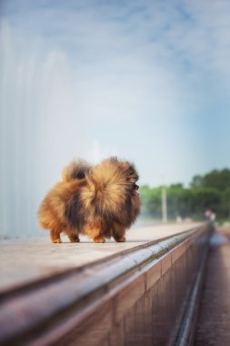 pomeranian köpek doğurmak