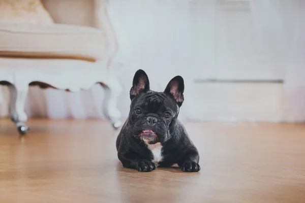 Bulldog francês em um cenário clássico no estúdio — Fotografia de Stock