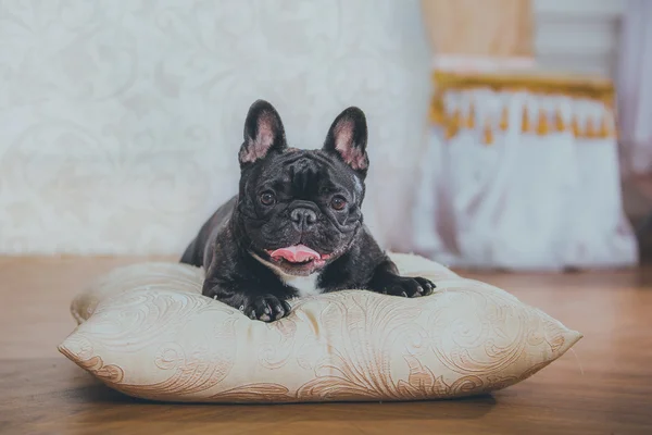 Bulldog francês em um cenário clássico no estúdio — Fotografia de Stock