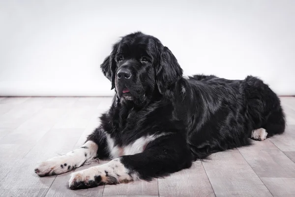 在工作室的犬种纽芬兰 — 图库照片