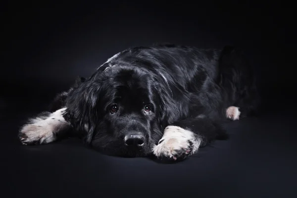 Dog breed Newfoundland in studio — Stock Photo, Image
