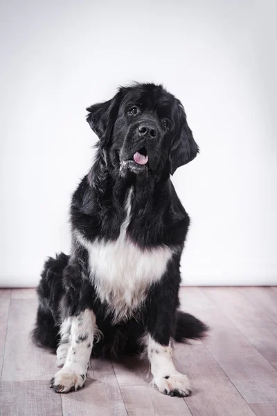 Dog breed Newfoundland in studio — Stock Photo, Image