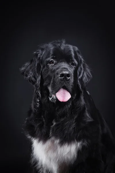 Razza di cane Terranova in studio — Foto Stock