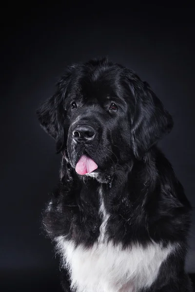 Ράτσα του σκύλου Newfoundland σε στούντιο — Φωτογραφία Αρχείου