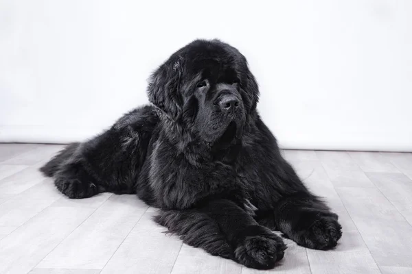 Köpek doğurmak Newfoundland Studio — Stok fotoğraf