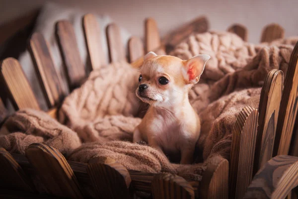 Köpek doğurmak Chihuahua, köpek yavrusu — Stok fotoğraf