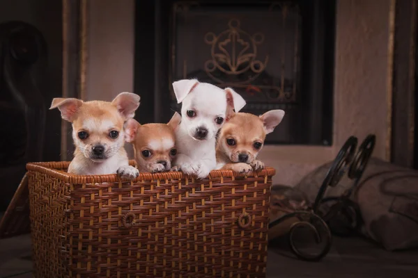 Hunderasse Chihuahua, Welpen — Stockfoto