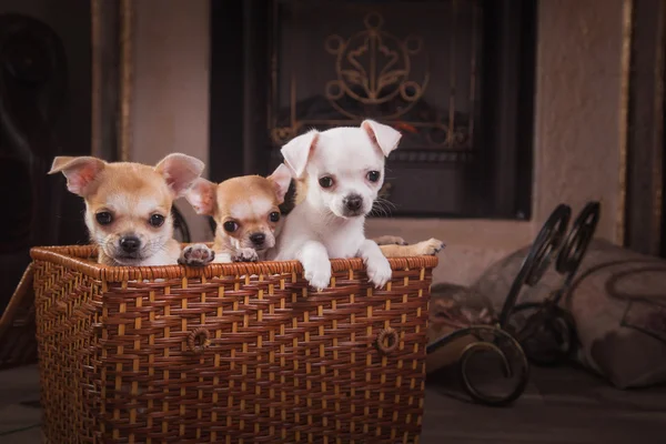 Hunderasse Chihuahua, Welpen — Stockfoto