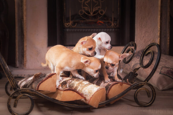 Dog breed Chihuahua, puppy