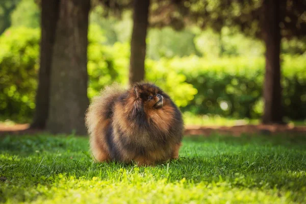 Psí plemeno pomeranian — Stock fotografie