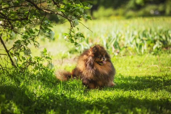 Cría de perros Pomerania — Foto de Stock