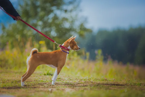 Hundespaziergänge im Park, Sommer — Stockfoto