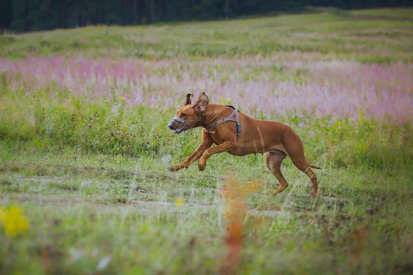 Hund går i parken, sommer - Stock-foto