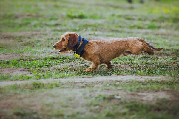 Passeios de cão no parque, verão — Fotografia de Stock