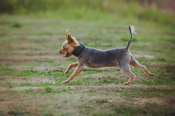 Paseos de perros en el parque, verano —  Fotos de Stock