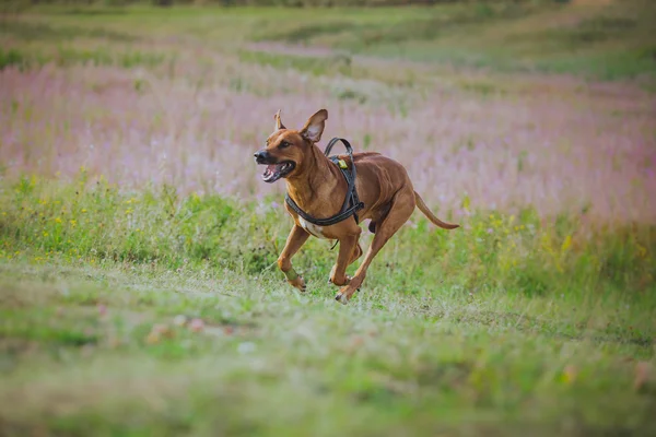 Paseos de perros en el parque, verano —  Fotos de Stock