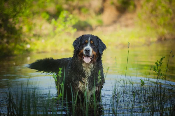 Raça cão bernese cão de montanha — Fotografia de Stock