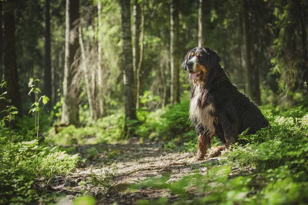 Hund rasen Berner Sennen — Stockfoto