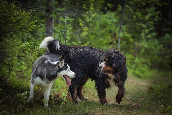 Raza de perro Bernese Mountain Dog —  Fotos de Stock