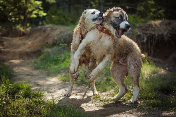 Hund rasen herdehund valpar, centrala asiatiska vallhund — Stockfoto