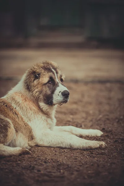 Dog breed Alabai, central Asian shepherd dog — Stock Photo, Image