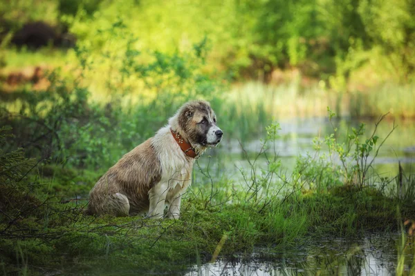 Hund rasen herdehund valpar, centrala asiatiska vallhund — Stockfoto