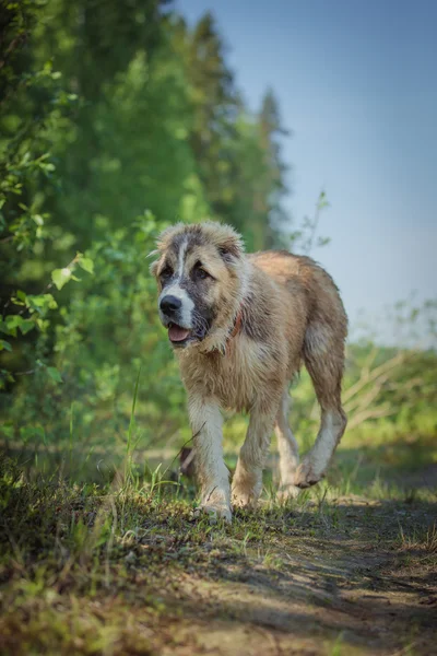 Hunderasse alabai, zentralasiatischer Schäferhund — Stockfoto