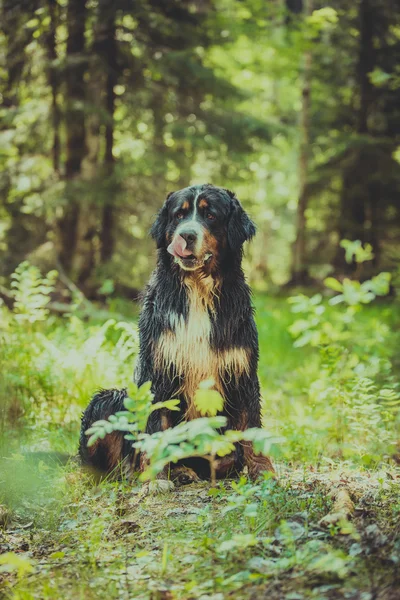 Dog breed Bernese Mountain Dog — Stock Photo, Image