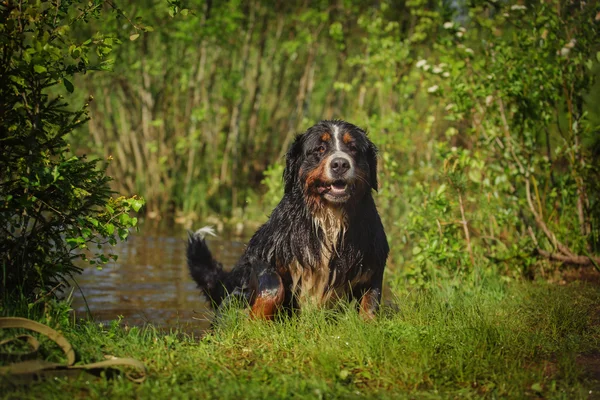 Psí plemeno bernský salašnický pes — Stock fotografie