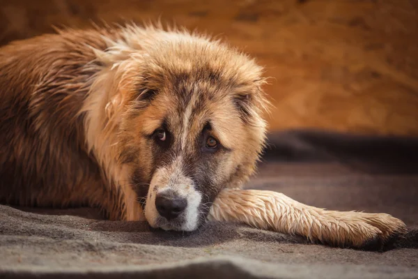 Dog breed Alabai, central Asian shepherd dog — Stock Photo, Image