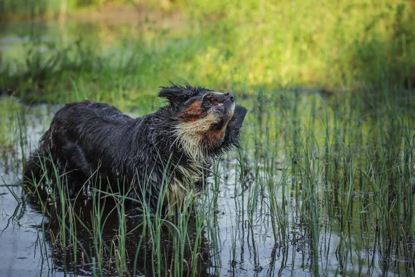 Hunderasse Berner Sennenhund — Stockfoto