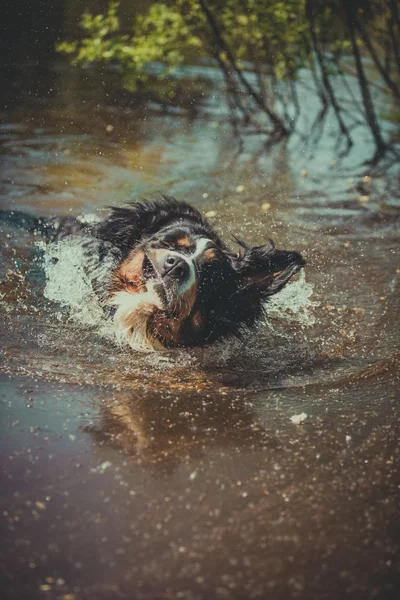 Kutya tenyészt bernese hegy kutya — Stock Fotó