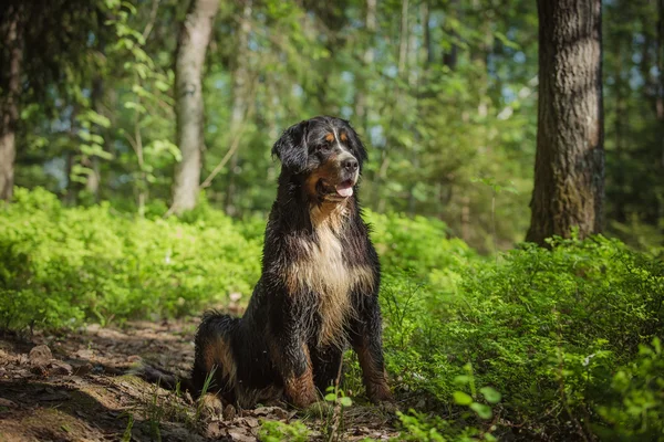 Raça cão bernese cão de montanha — Fotografia de Stock