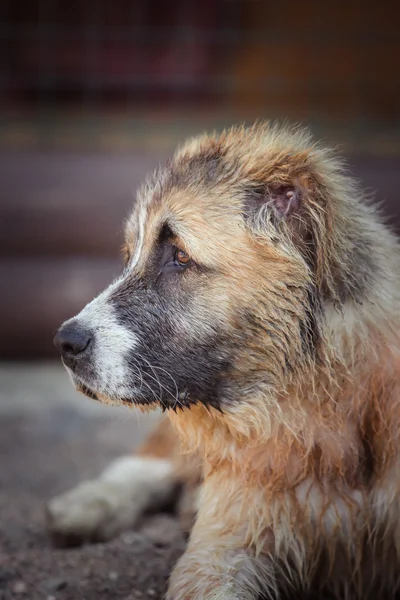 Dog breed Alabai, central Asian shepherd dog — Stock Photo, Image