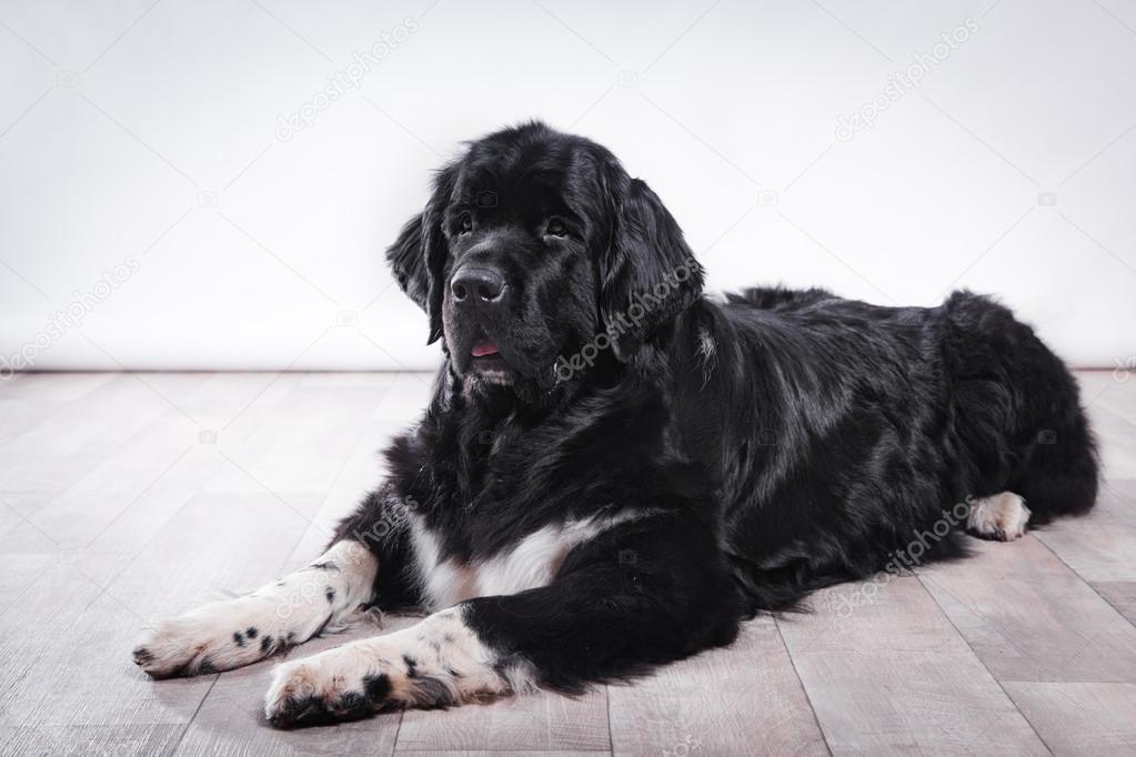 Dog breed Newfoundland in studio