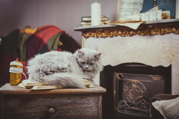 Blaue Katze im Innenraum — Stockfoto